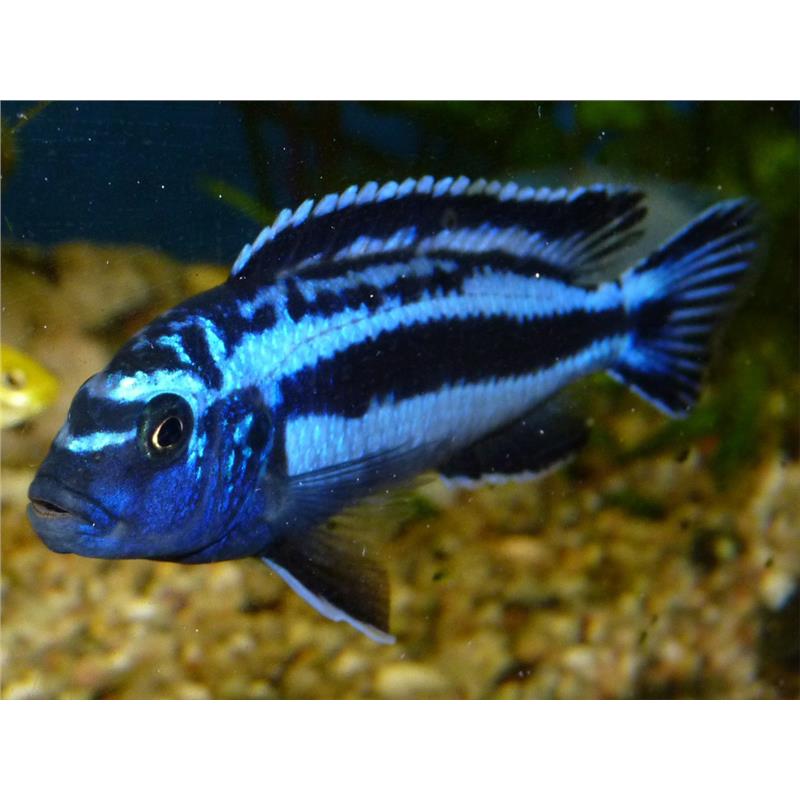Melanochromis maingano - imagine 4